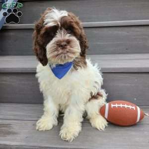 Ricco, Cockapoo Puppy